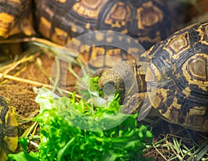 Giant tortoise eating lettuce in its habitat