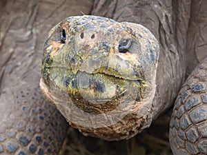 Giant tortoise ET head
