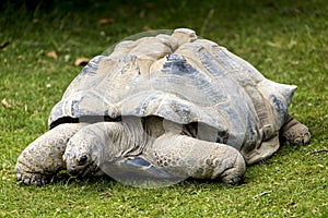 Giant tortoise