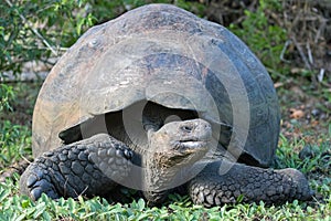 Giant Tortoise in the Galapagos Islands