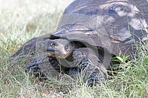 Giant Tortoise in the Galapagos Islands