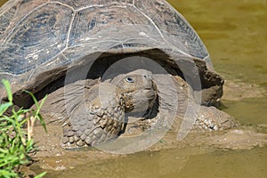 Giant Tortoise in the Galapagos Islands