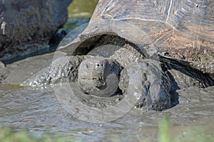 Giant Tortoise in the Galapagos Islands