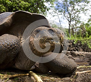 Giant Tortoise - Galapagos Islands