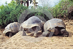 Giant tortoise, Galapagos Islands, Ecuador