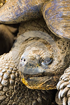 Giant Tortoise, Galapagos Islands, Ecuador