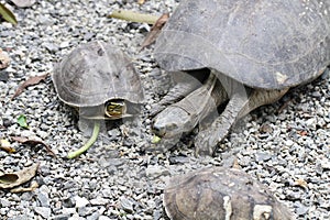 Giant Tortoise, Galapagos Islands, Ecuador, Large old long life turtle in ocean walking on park fullfill with small rock