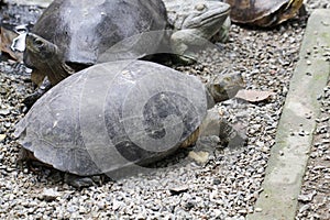 Giant Tortoise, Galapagos Islands, Ecuador, Large old long life turtle in ocean walking on park fullfill with small rock