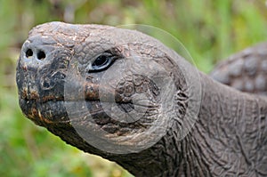 Giant tortoise head, side view. Galapagos, Ecuador