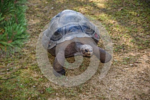 Giant Tortoise at Jersey Zoo