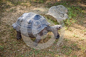Giant Tortoise at Jersey Zoo
