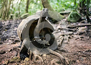 Giant Tortoise in the Jungle