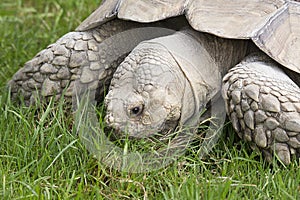 Giant Tortoise at Longleat Wildlife Park