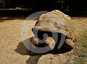 Giant tortoise of Mauritius in wild nature