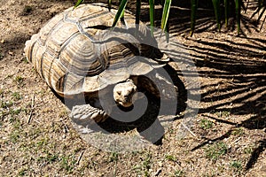 Giant tortoise in a park
