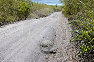 Giant tortoise on the road, Isabela island, Ecuador photo