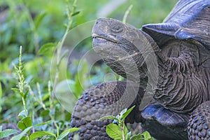 Giant Tortoise of Santa Cruz in Galapagos Islands Ecuador 12