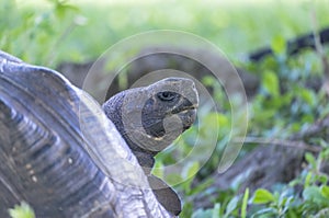 Giant Tortoise of Santa Cruz in Galapagos Islands Ecuador 13