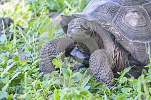 Giant Tortoise of Santa Cruz in Galapagos Islands Ecuador 4
