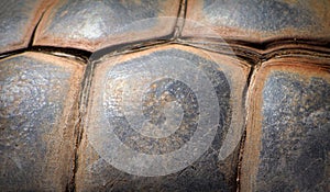 Giant Tortoise Shell
