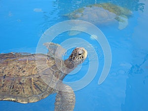 Giant tortoise swiming on the swimingpool. Animal natural reserve in Kenya, Africa