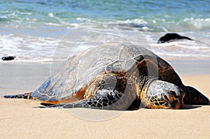 Giant tortoise on waimea beach