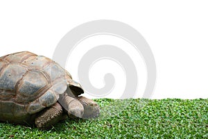 Giant tortoise walking on grass isolated on white background