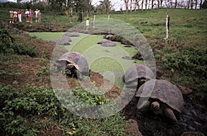 Giant Tortoises