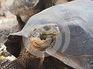 Giant tortoises in the Galapagos Islands, Ecuador: travel and tourism