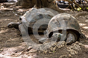 Giant tortoises from Prison Island sanctuary