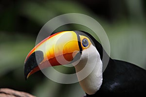 Giant Toucan