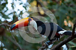 Giant toucan also known as toco toucan Ramphastos toco looking around.