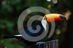 Giant toucan Ramphastos toco portrait, Pantanal, Brazil.