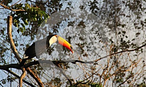 A Giant Toucan sitting in a tree