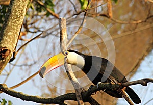 A Giant Toucan sitting in a tree