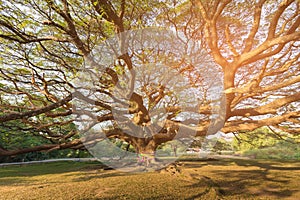 Giant tree in botanic garden tropical jungle Thailand