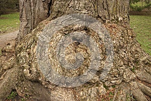 A giant tree burl caused by a parasitoid bacteria. A cancer looking outgrowth