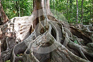 A giant tree with buttress roots in the forest, Costa Rica