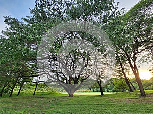 Giant tree in Chatuchak park, Bangkok