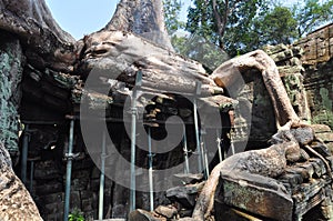 Giant tree covering the stones of Ta Prohm temple in Angkor Wat, Cambodia