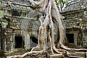 Giant tree covering Ta Prom temple