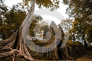 Giant tree with deep story temple in Cambodia. unis co world heritage photo
