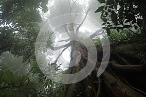 Giant tree downview. Generate Ai