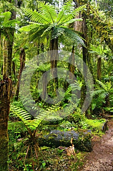 Giant tree ferns in the Whirinaki Forest Park, North Island, New Zealand