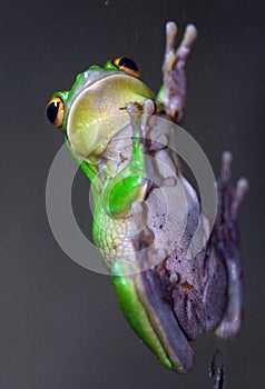 Giant tree frog