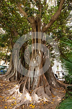 Giant tree at Gabriel Miro square, Alicante Spain. Tree trunk in the city center of Alicante