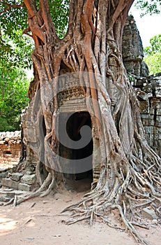 Giant tree growing over the ruins of Ta Prohm temp