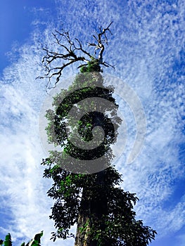 Giant tree @ Lake Holon photo