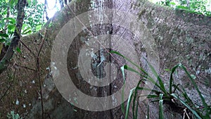 giant tree with large buttress roots in Amazon rainforest