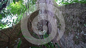 giant tree with large buttress roots in Amazon rainforest